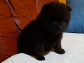 bebe-pomeranca-small-3