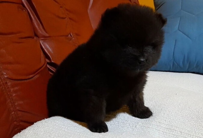 bebe-pomeranca-big-3