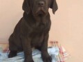 labrador-retriver-stenci-cokoladni-povoljno-small-0