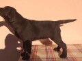 labrador-retriver-stenci-cokoladni-povoljno-small-3