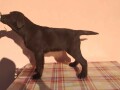 labrador-retriver-stenci-cokoladni-povoljno-small-4