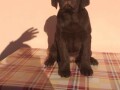 labrador-retriver-stenci-cokoladni-povoljno-small-1