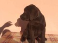 labrador-retriver-stenci-cokoladni-povoljno-small-2