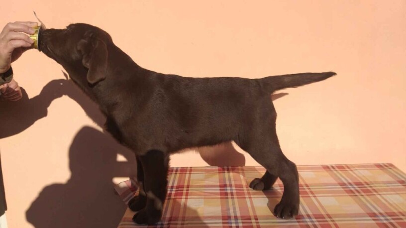 labrador-retriver-stenci-cokoladni-povoljno-big-3