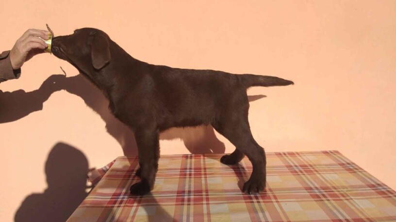 labrador-retriver-stenci-cokoladni-povoljno-big-4