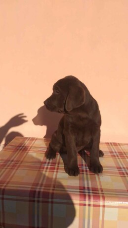 labrador-retriver-stenci-cokoladni-povoljno-big-2