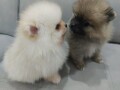 pomeranac-small-0