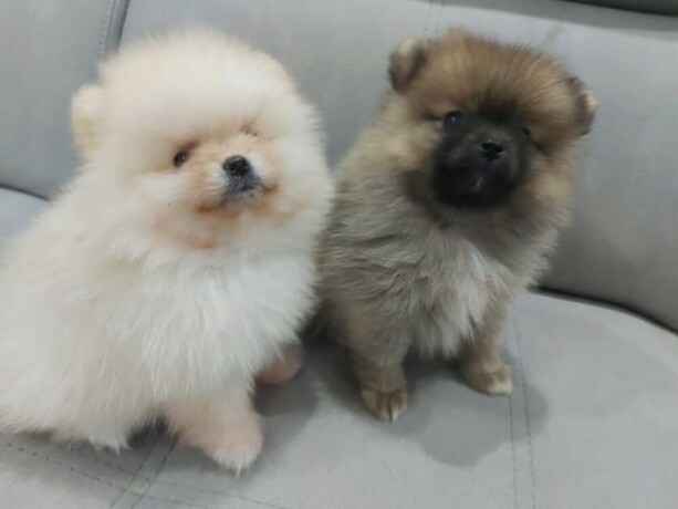 pomeranac-big-3