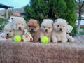 chow-chow-cau-cau-stenad-small-2