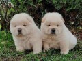 chow-chow-cau-cau-stenad-small-4