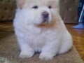 chow-chow-cau-cau-stenad-small-0