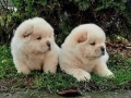 chow-chow-cau-cau-stenad-small-3