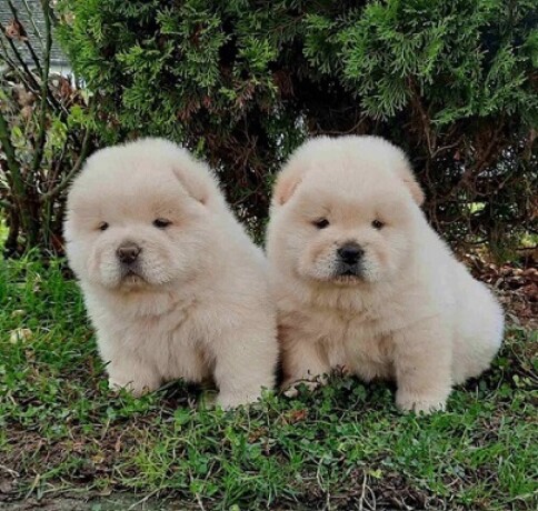 chow-chow-cau-cau-stenad-big-4