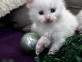 maine-coon-mace-small-1