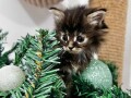 maine-coon-mace-small-3