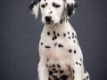 prodajem-dalmatinske-pse-small-2