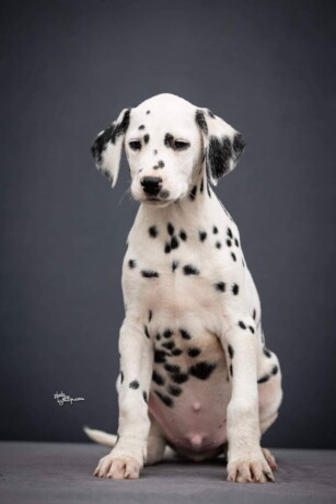 prodajem-dalmatinske-pse-big-2