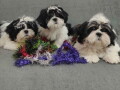 dostupni-stenci-shih-tzu-rase-small-1