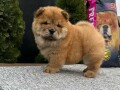 chow-chow-stenci-small-2