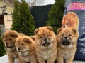 chow-chow-stenci-small-1