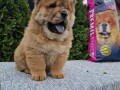 chow-chow-stenci-small-4