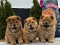 chow-chow-stenci-small-3