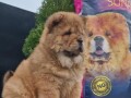 chow-chow-stenci-small-0