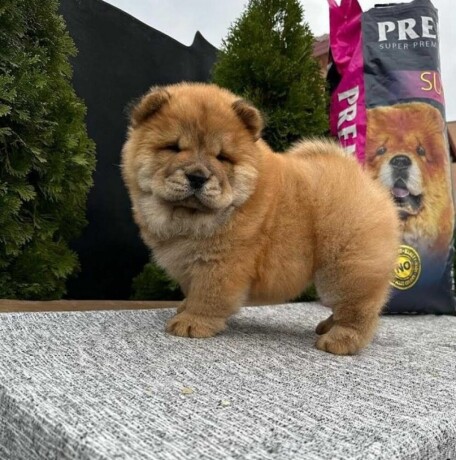 chow-chow-stenci-big-2