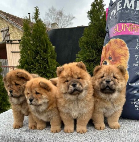 chow-chow-stenci-big-1