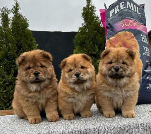 chow-chow-stenci-big-3