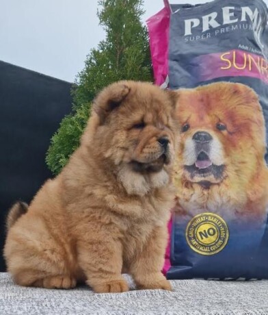 chow-chow-stenci-big-0