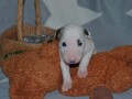 bull-terrier-stenci-small-2