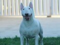 bull-terrier-stenci-small-3