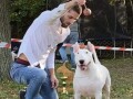 bull-terrier-stenci-small-4