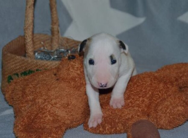 bull-terrier-stenci-big-2