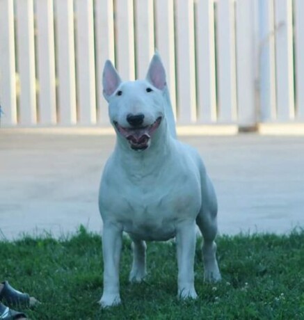 bull-terrier-stenci-big-3