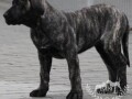 presa-canario-stenci-small-1