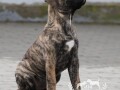 presa-canario-stenci-small-3