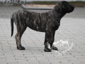 presa-canario-stenci-small-2