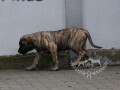 presa-canario-stenci-small-4