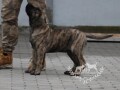 presa-canario-stenci-small-0