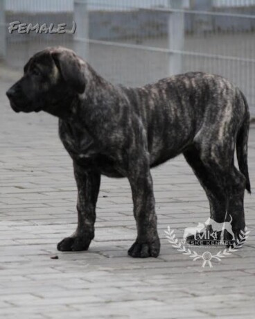 presa-canario-stenci-big-1