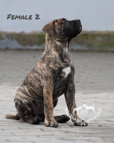 presa-canario-stenci-big-3