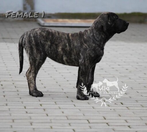 presa-canario-stenci-big-2