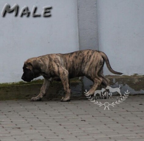 presa-canario-stenci-big-4