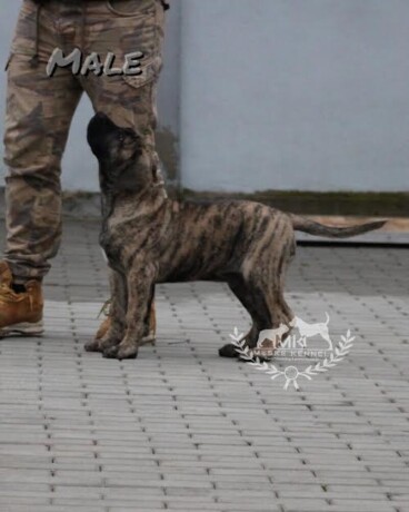 presa-canario-stenci-big-0