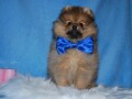 prelepi-boo-pomeranci-small-1