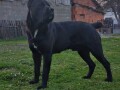 cane-corso-stenci-small-4