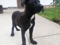 cane-corso-stenci-small-2