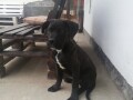 cane-corso-stenci-small-3